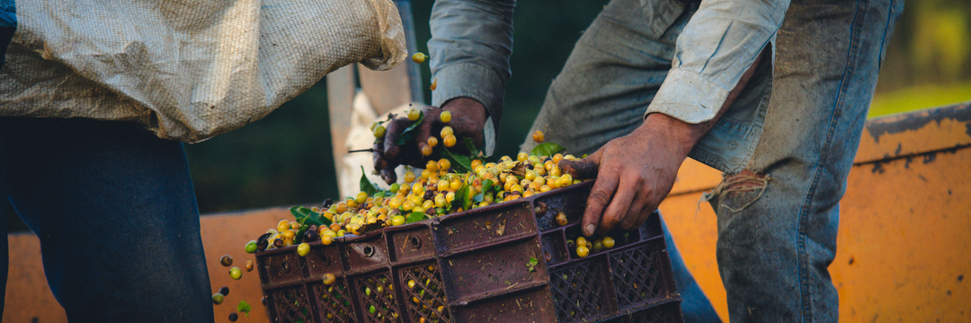 21 Coffee Terms To Know This Harvest Season