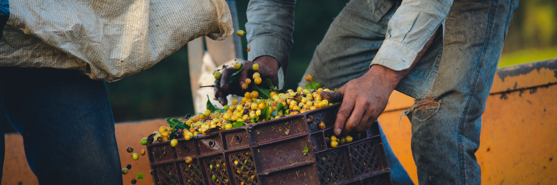 Caffena 21 Coffee Terms You Should Know This Harvest Season