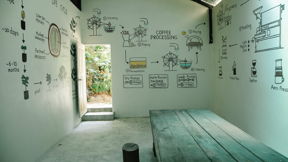 Arabica Coffee: Your Complete Guide to Arabica's Past, Present, And its Concerning Future